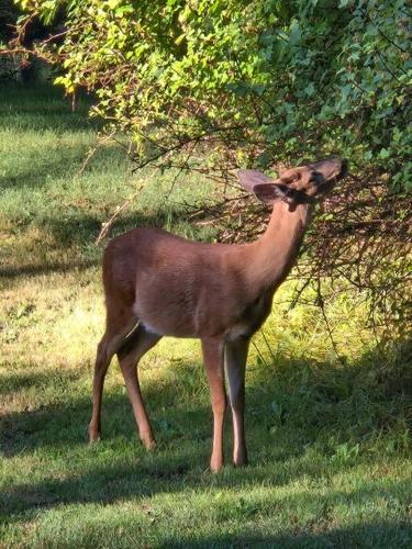 a deer is eating leaves from a tree at Dovetail Den - Tranquil with Hot Tub and Air Conditioning in Ashford