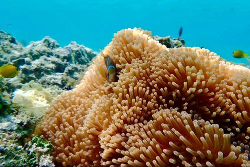 an orange coral with a fish on top of it at Charmant Bungalow bord de mer accès privé lagon in Maroe