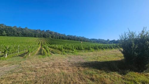 a field of vines with a blue sky in the background at Chambres et Gîtes Les Deux Chênes près de Bergerac in Le Fleix