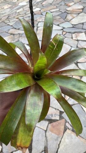 a green plant sitting on top of a stone floor at Au Roseau des Indes Appt avec piscine jardin et Fibre in Les Trois-Îlets