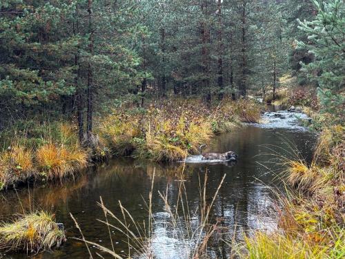 a stream in the middle of a forest at Vita Abies in Vodice