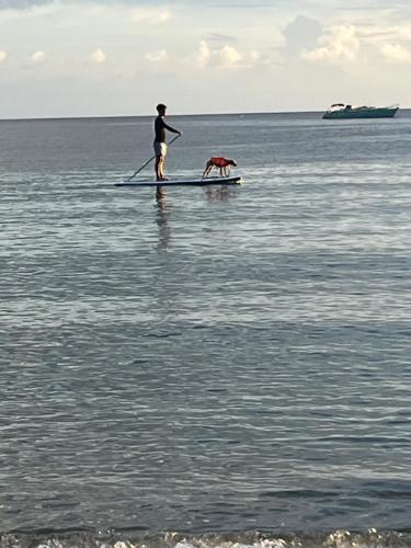 a man and a dog on a paddle board in the water at Au Roseau des Indes Appt avec piscine jardin et Fibre in Les Trois-Îlets