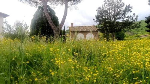 a field of yellow flowers in front of a house at Opera d'Oro in Piegaro