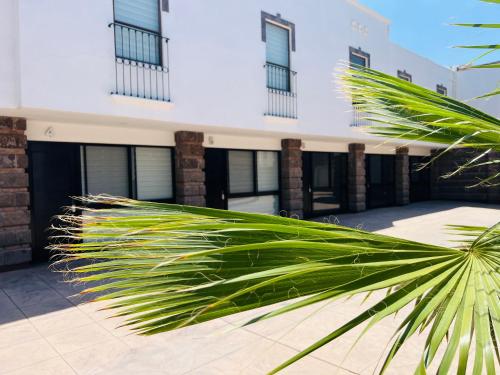 a palm tree in front of a building at QA Hotel in San Luis Potosí