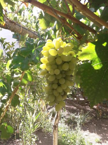 a bunch of green grapes hanging from a tree at Casa Rivera in Rivadavia