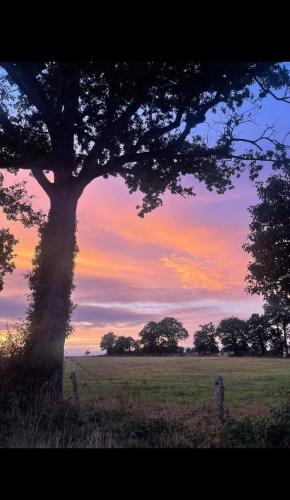 a tree in a field with a sunset in the background at Gîte des champs étoilés in Thuboeuf