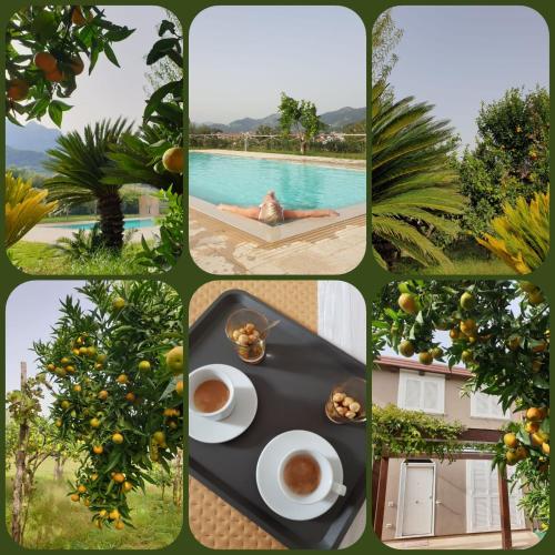 a collage of pictures with a table with a cup of coffee at Terra Vitale in Cava deʼ Tirreni