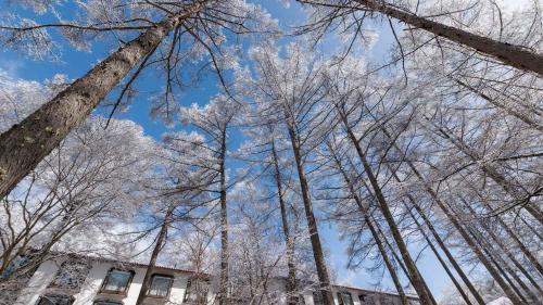 a view of the sky through the trees at Tokyu Vacations Tateshina in Chino