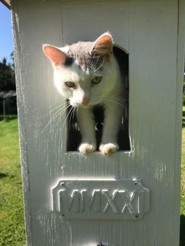 a cat is peeking out of a bird house at Awesome Home In Motala With Wifi And 0 Bedrooms in Motala