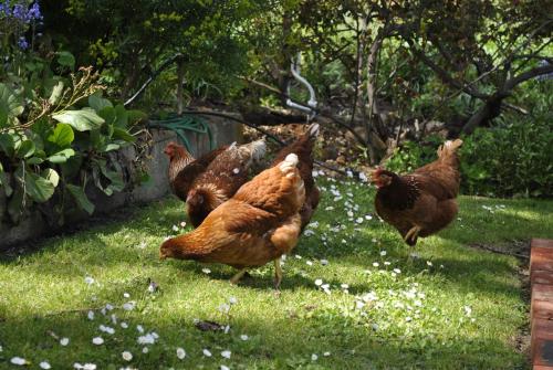 a group of chickens standing in the grass at AL RU Farm in Sampsons Flat