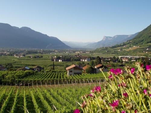 a view of a vineyard in a valley with flowers at Pension Hauenstein in Lagundo