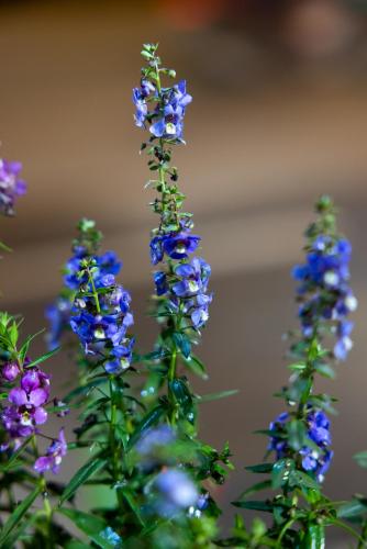 a group of blue flowers are growing at Sapa TT Homestay in Sa Pa