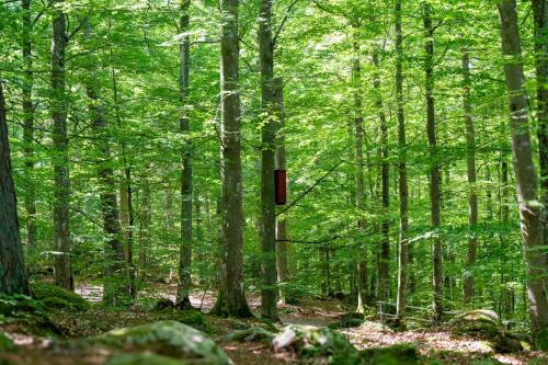 a red sign in the middle of a forest at Halens Camping och Stugby in Olofström