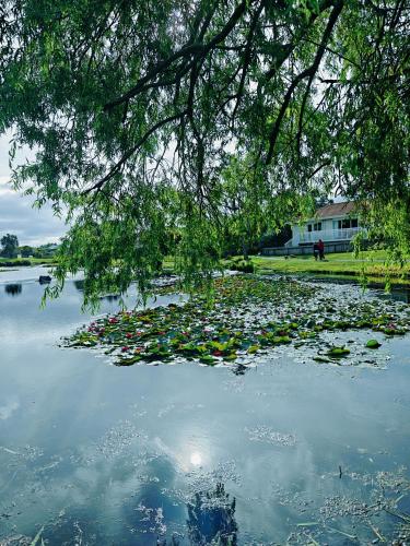 a lake with lily pads in the water at Orewa New house with view on deck near Cafe,bush & river in Orewa