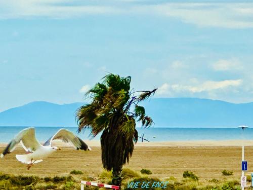 a bird flying over a palm tree on a beach at Chalet Alaric & Jacuzzi Ilot 1 rang1! VUE MER! 4rooms! CLIM 10p 24H24 in Gruissan