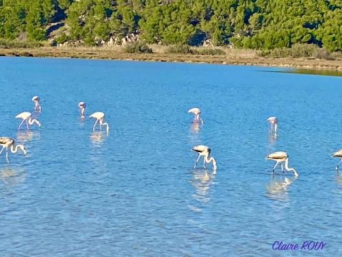 a group of flamingos walking in the water at Chalet Alaric & Jacuzzi Ilot 1 rang1! VUE MER! 4rooms! CLIM 10p 24H24 in Gruissan