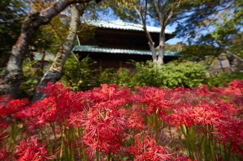 a bunch of red flowers in front of a building at KAMAKURA Hotel in Kamakura