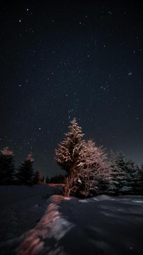 a tree in the snow under a night sky at Kežman Mountain Houses in Kopaonik