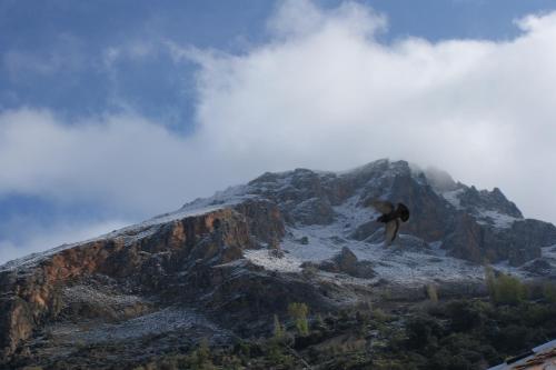 a bird flying in front of a mountain at Hotel Juan Francisco in Güéjar-Sierra