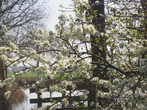 a tree with white flowers in front of a fence at Ruime boerderij met haard, pooltafel en veranda in Goilberdingen