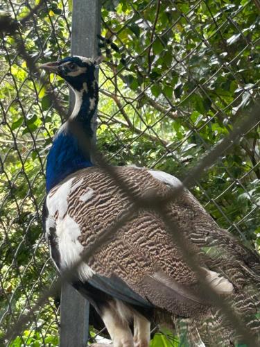 a peacock is standing next to a fence at Eco Villas Tambor Tucanes in Tambor