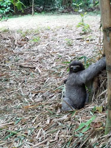 a small black gorilla sitting on the ground at Arenal Hostel La Catarata in Fortuna