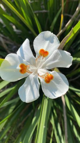 a group of white flowers with orange on them at Casas do Mar in Ilhabela