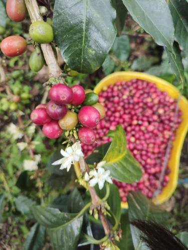 a bunch of red fruits on a tree at Cafilandia in Pavas