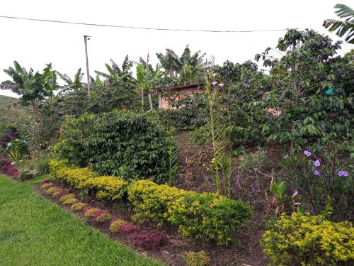 A garden outside Cafilandia