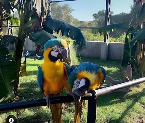 two colorful parrots are sitting on a pole at Residencial GO 305 - in Poços de Caldas