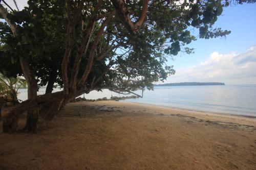 a tree on a sandy beach next to the water at Hospedaje Yarisnori in Bocas del Toro