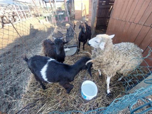 a group of sheep and goats in a pen at Chez le fermier Ferme pédagogique in Tetouan