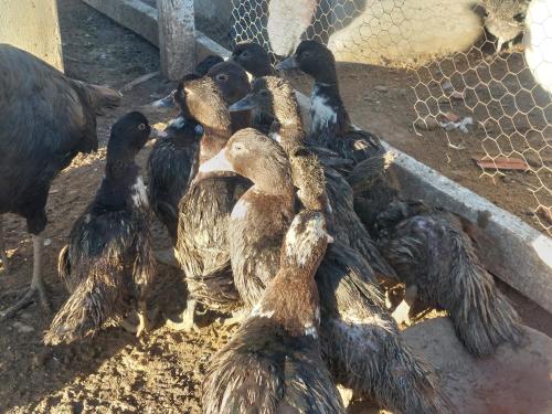 a group of birds standing next to a fence at Chez le fermier Ferme pédagogique in Tetouan