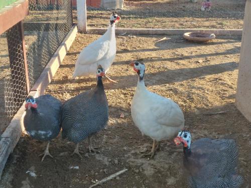 a group of three geese standing next to a fence at Chez le fermier Ferme pédagogique in Tetouan