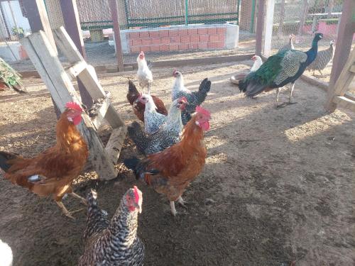 a group of chickens standing around in a pen at Chez le fermier Ferme pédagogique in Tetouan