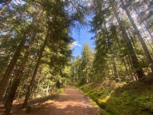a dirt road in a forest with tall trees at Chalet Almblick in Fischbach