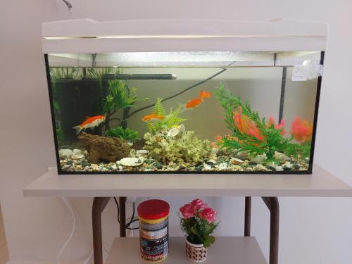 a fish tank on top of a shelf at Aquarium House in Kalabaka