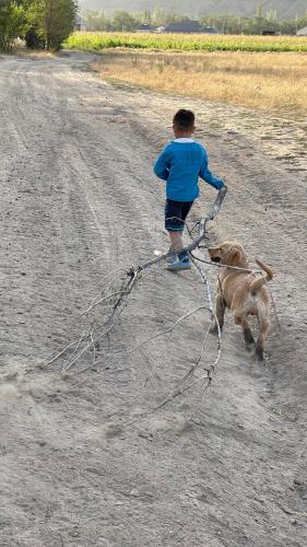 Mascotas con sus dueños en Tiny House in Kashka Suu Village