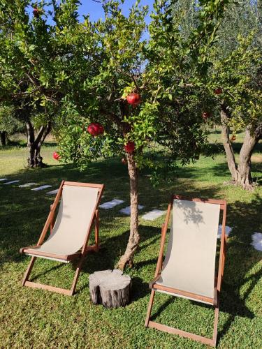 two chairs sitting next to an apple tree at Kykeon Studios in Katelios