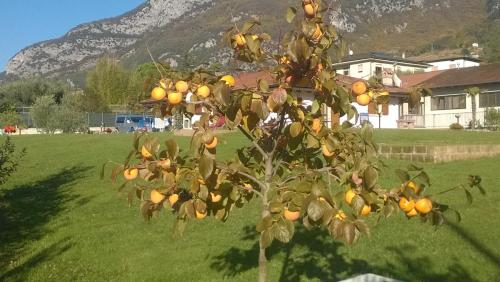 a tree with oranges on it in a field at Agriturismo Trefrutti in Arco
