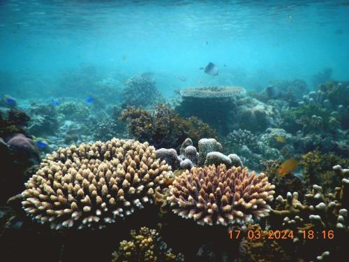 a coral reef with fish in the water at Raflow Resort Raja Ampat in Tapokreng
