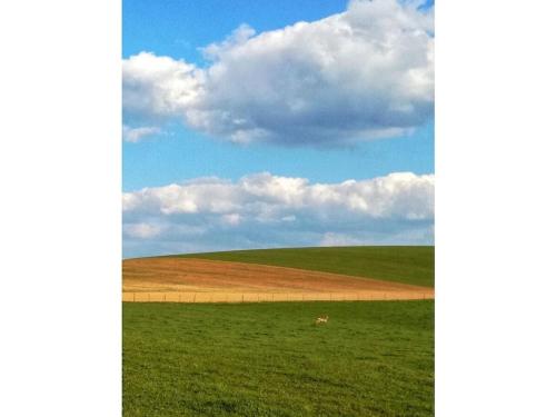 a horse in a field under a cloudy sky at Starry sky Comfortable holiday residence in Huf