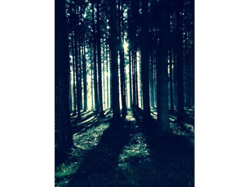 a forest of trees with the sun shining through them at Mülli's Ferienwohnung Eifel in Kall