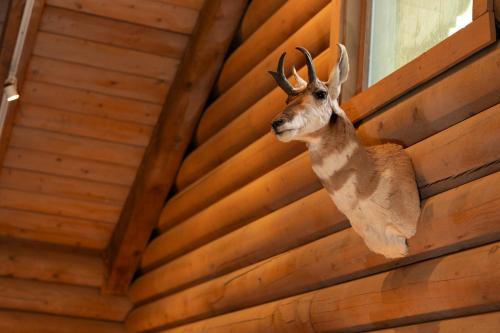 別荘の敷地内または近くにいる動物