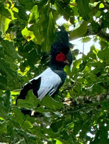 a bird is sitting in a tree at Raflow Resort Raja Ampat in Tapokreng