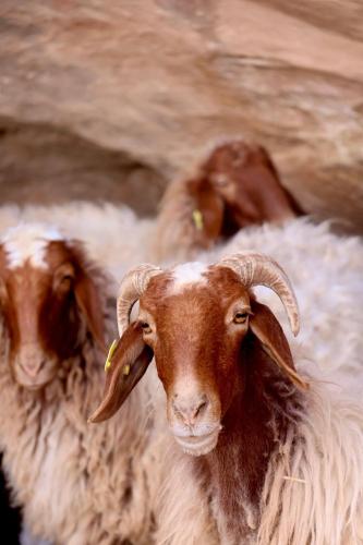 Altri animali domestici presso il campeggio o nei dintorni