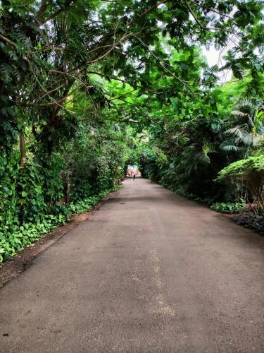 a tree lined road with a person walking down it at La Franklin Hotel in Bhubaneshwar