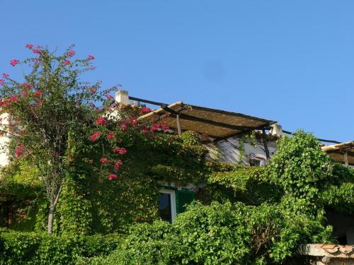 a building covered in ivy with pink flowers on it at Appartamenti Salato in Tropea