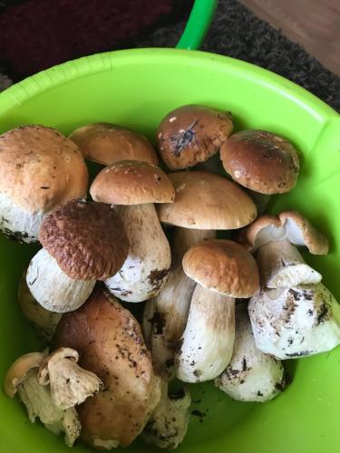 別荘の敷地内または近くでの食事または食べ物
