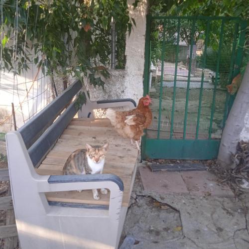 Άλλα ζώα σε αυτό το διαμέρισμα ή στη γύρω περιοχή